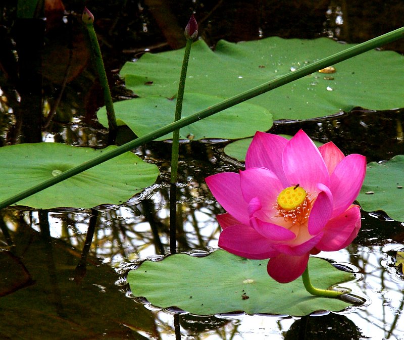 lotus au biotope